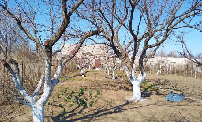 Солнечные ожоги на растениях фото